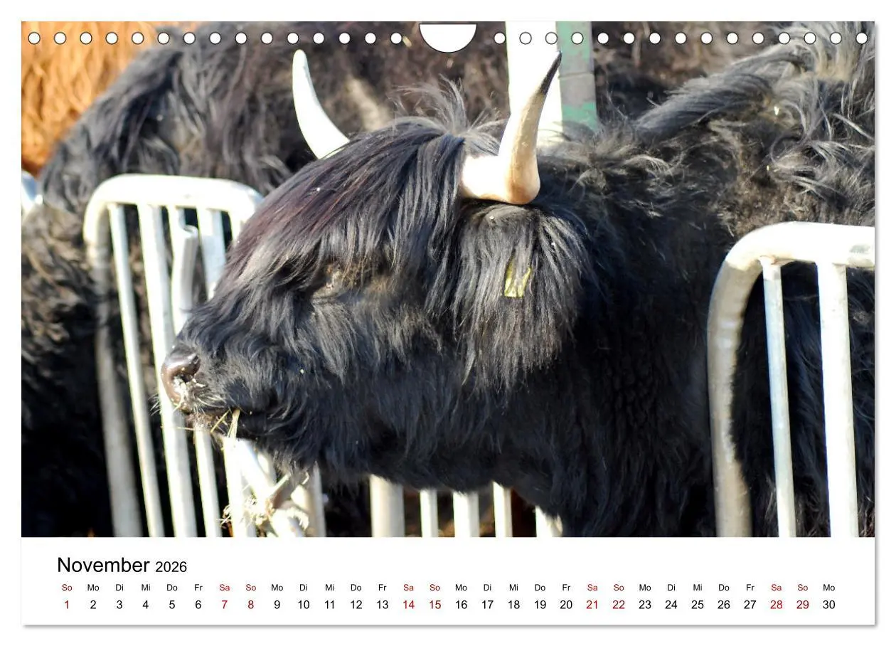 Bild: 9783457363812 | Die Schottischen Hochlandrinder und ihr Nachwuchs (Wandkalender...