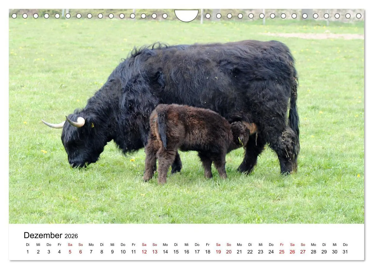 Bild: 9783457363812 | Die Schottischen Hochlandrinder und ihr Nachwuchs (Wandkalender...