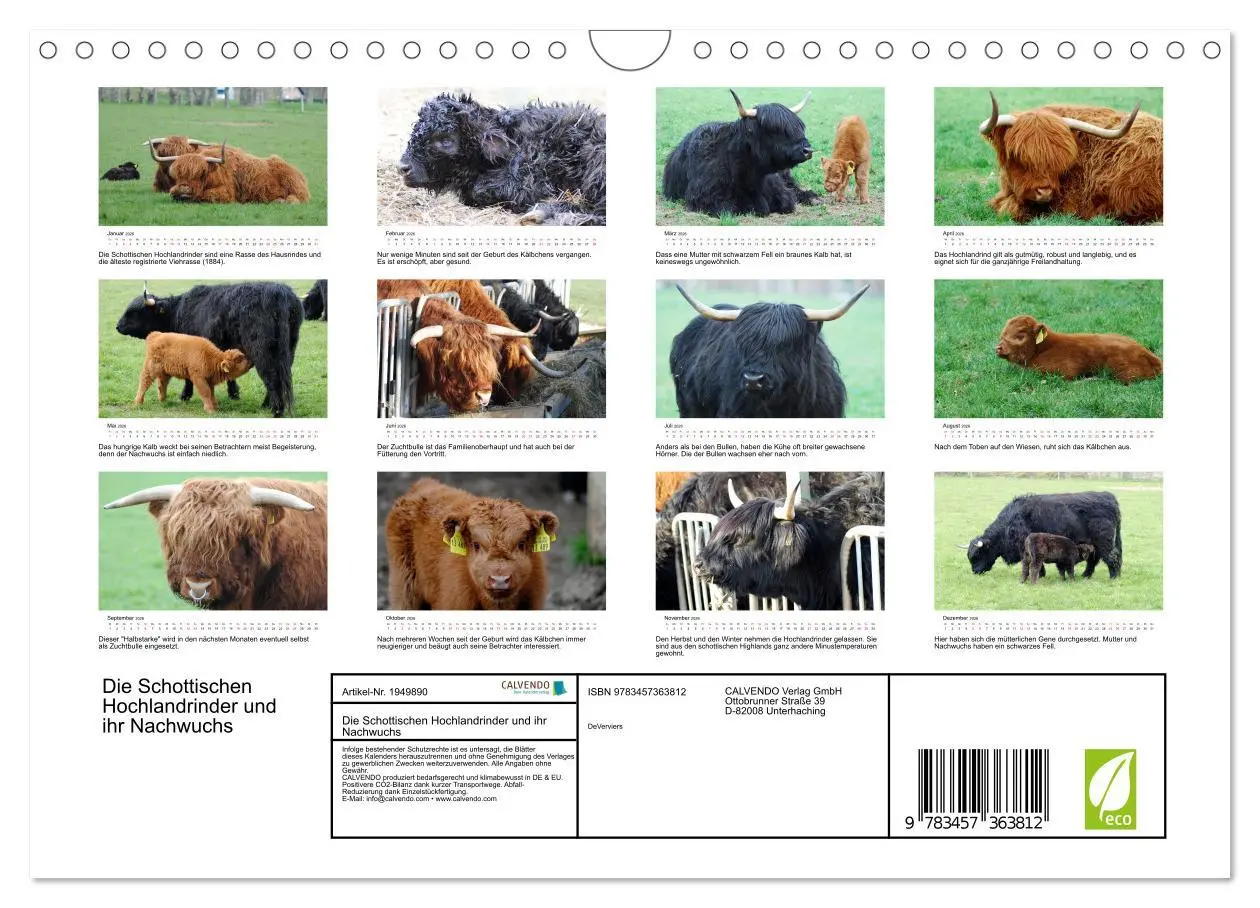 Bild: 9783457363812 | Die Schottischen Hochlandrinder und ihr Nachwuchs (Wandkalender...