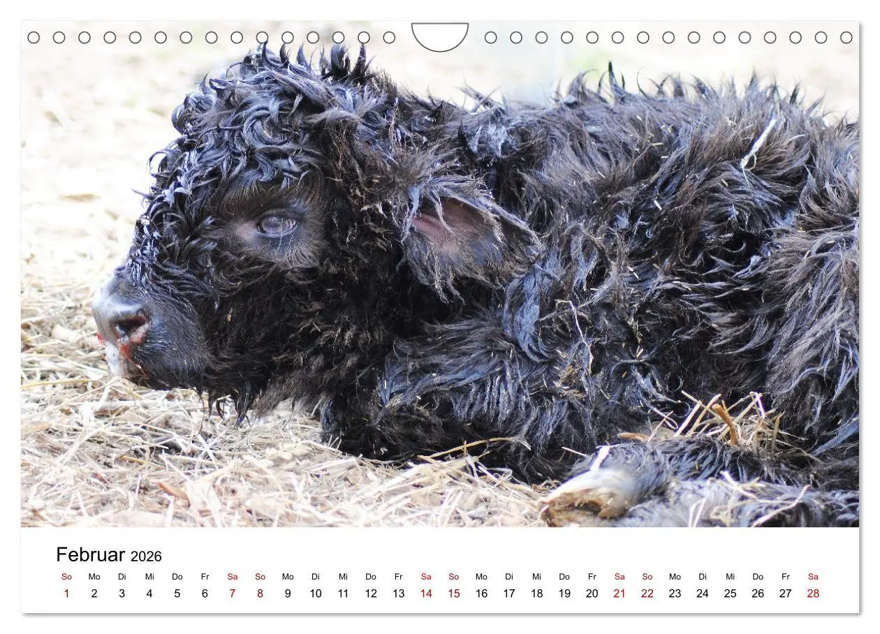 Bild: 9783457363812 | Die Schottischen Hochlandrinder und ihr Nachwuchs (Wandkalender...