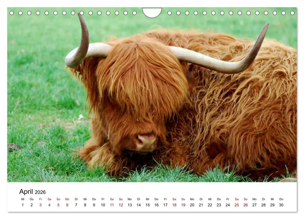 Bild: 9783457363812 | Die Schottischen Hochlandrinder und ihr Nachwuchs (Wandkalender...