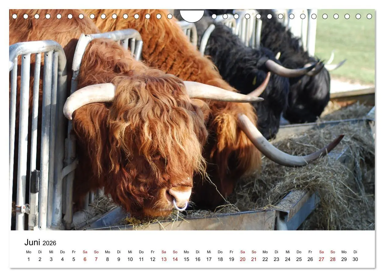Bild: 9783457363812 | Die Schottischen Hochlandrinder und ihr Nachwuchs (Wandkalender...