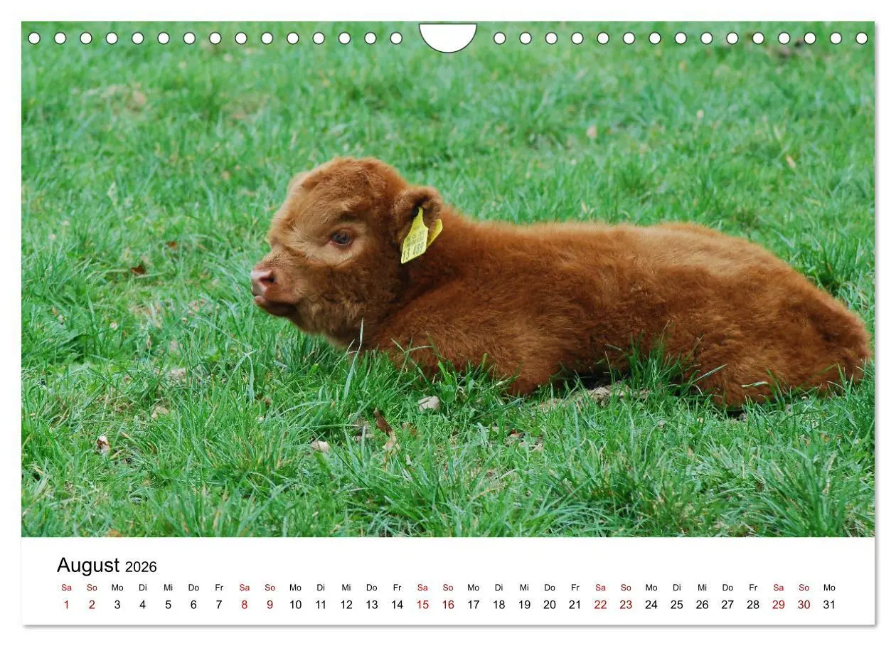 Bild: 9783457363812 | Die Schottischen Hochlandrinder und ihr Nachwuchs (Wandkalender...