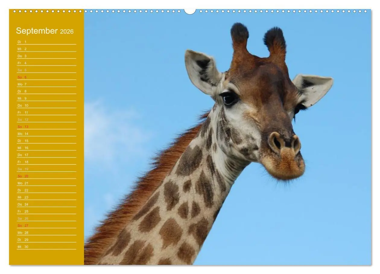 Bild: 9783516143812 | Giraffen / Geburtstagskalender (Wandkalender 2026 DIN A2 quer),...