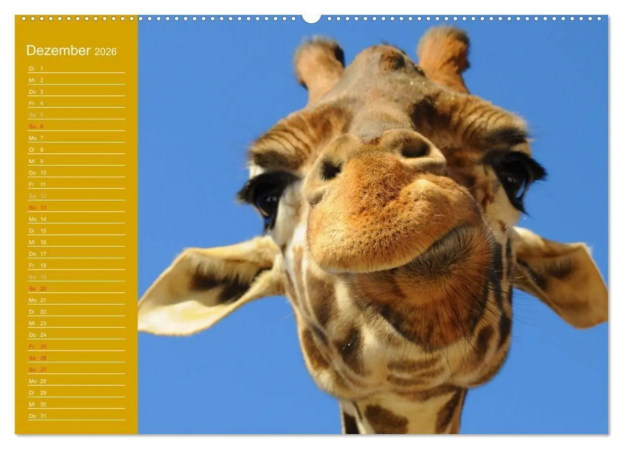 Bild: 9783516143812 | Giraffen / Geburtstagskalender (Wandkalender 2026 DIN A2 quer),...