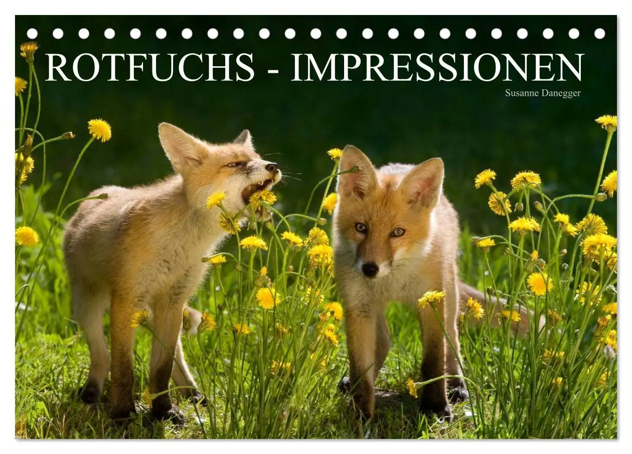 Cover: 9783516203912 | Rotfuchs - Impressionen (Tischkalender 2026 DIN A5 quer), CALVENDO...