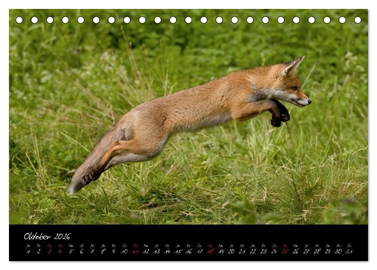 Bild: 9783516203912 | Rotfuchs - Impressionen (Tischkalender 2026 DIN A5 quer), CALVENDO...