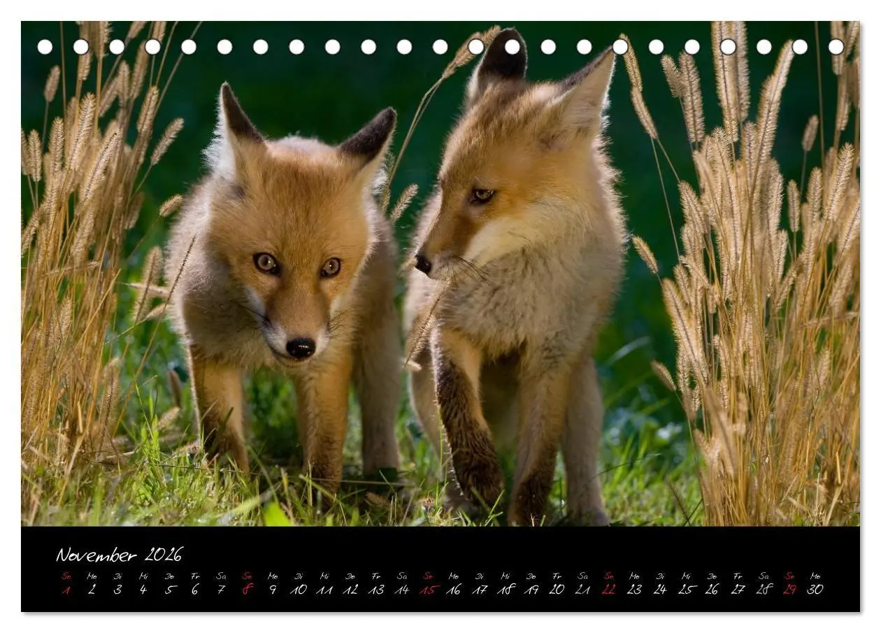 Bild: 9783516203912 | Rotfuchs - Impressionen (Tischkalender 2026 DIN A5 quer), CALVENDO...