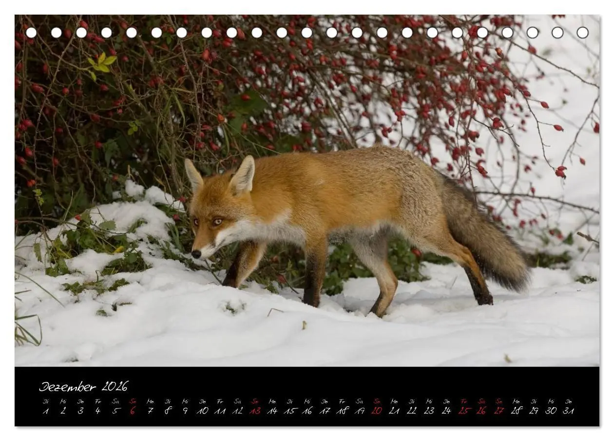 Bild: 9783516203912 | Rotfuchs - Impressionen (Tischkalender 2026 DIN A5 quer), CALVENDO...