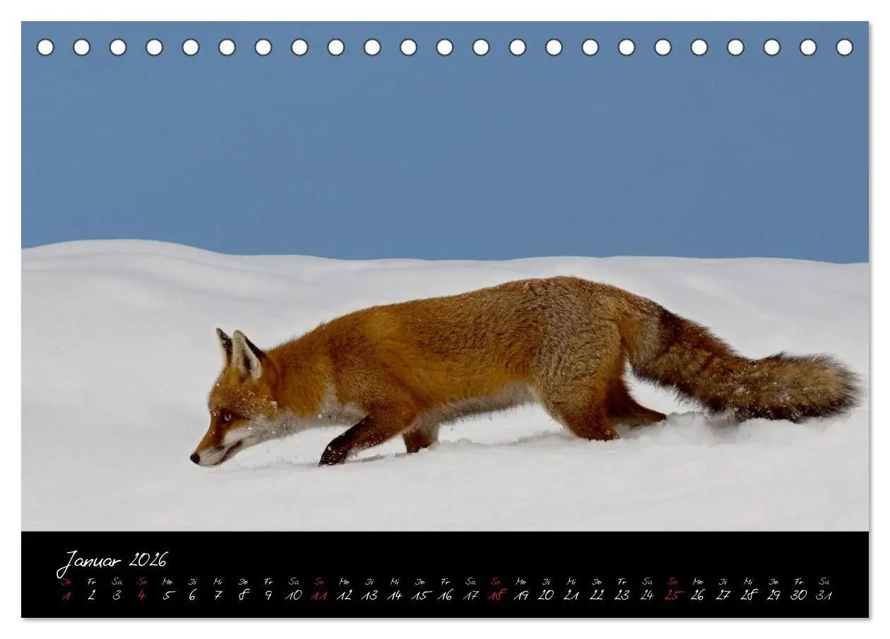 Bild: 9783516203912 | Rotfuchs - Impressionen (Tischkalender 2026 DIN A5 quer), CALVENDO...