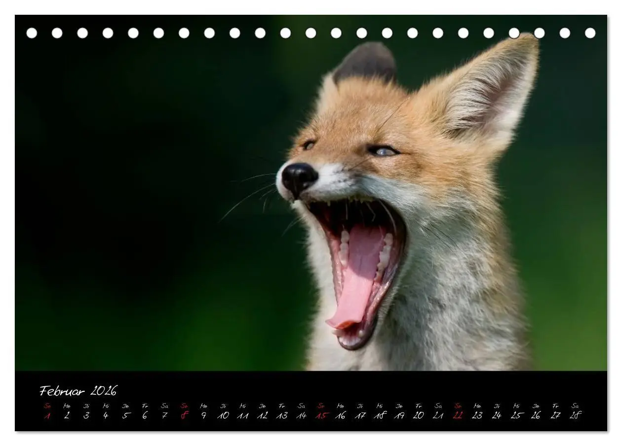 Bild: 9783516203912 | Rotfuchs - Impressionen (Tischkalender 2026 DIN A5 quer), CALVENDO...