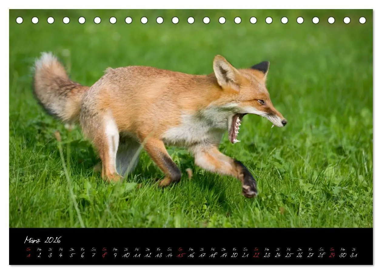 Bild: 9783516203912 | Rotfuchs - Impressionen (Tischkalender 2026 DIN A5 quer), CALVENDO...