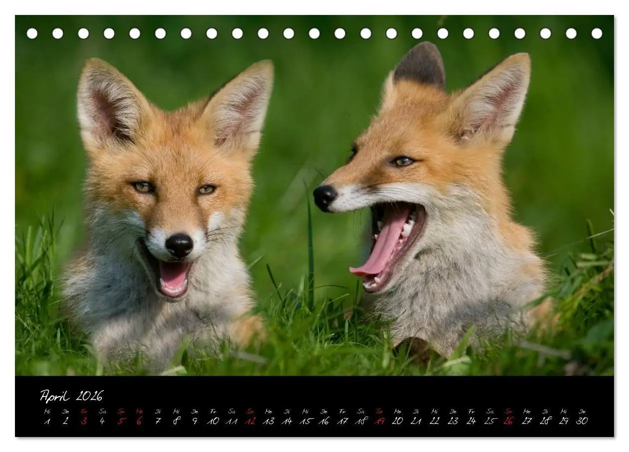 Bild: 9783516203912 | Rotfuchs - Impressionen (Tischkalender 2026 DIN A5 quer), CALVENDO...