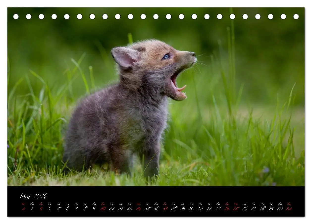 Bild: 9783516203912 | Rotfuchs - Impressionen (Tischkalender 2026 DIN A5 quer), CALVENDO...