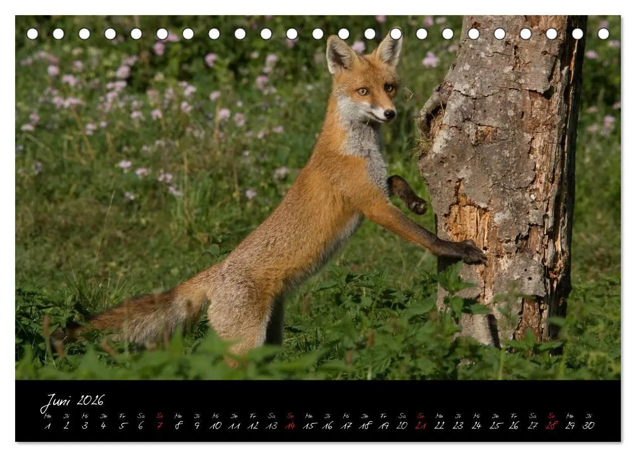 Bild: 9783516203912 | Rotfuchs - Impressionen (Tischkalender 2026 DIN A5 quer), CALVENDO...