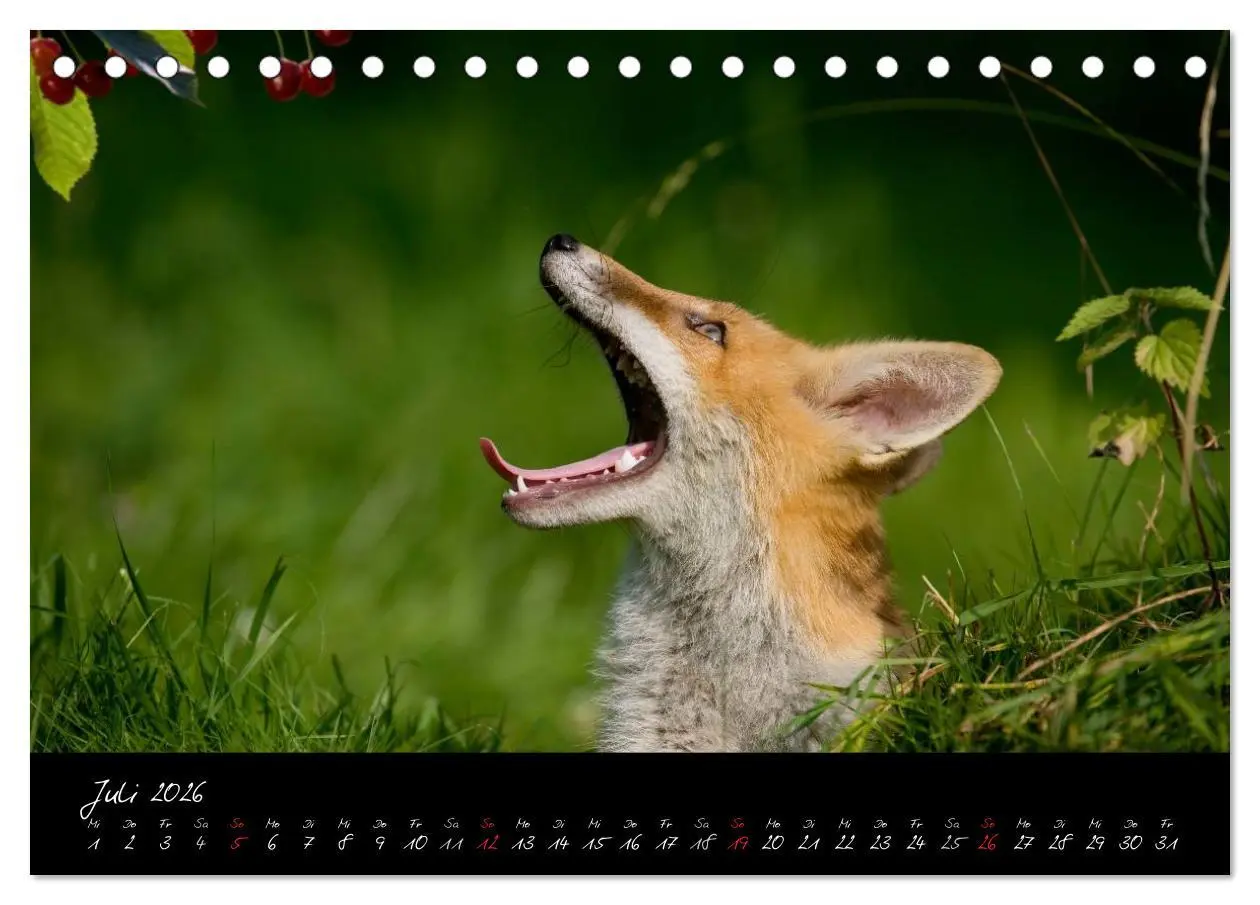 Bild: 9783516203912 | Rotfuchs - Impressionen (Tischkalender 2026 DIN A5 quer), CALVENDO...