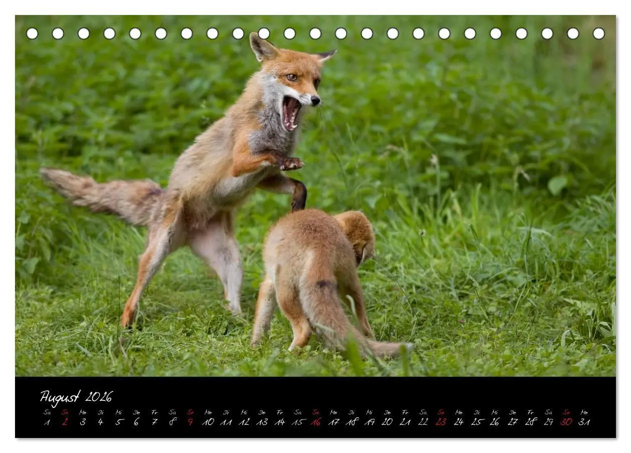 Bild: 9783516203912 | Rotfuchs - Impressionen (Tischkalender 2026 DIN A5 quer), CALVENDO...