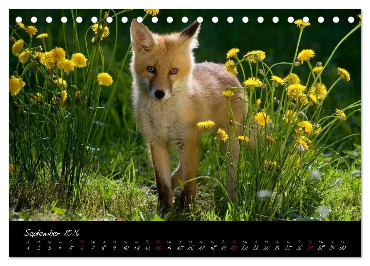 Bild: 9783516203912 | Rotfuchs - Impressionen (Tischkalender 2026 DIN A5 quer), CALVENDO...