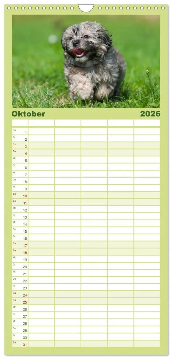 Bild: 9783516513912 | Familienplaner 2026 - Kobolde auf 4 Pfoten - Bolonka Zwetna mit 5...