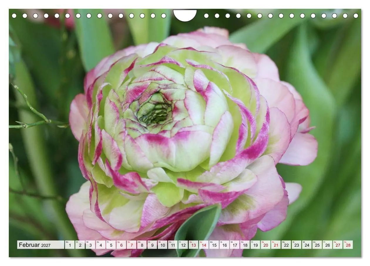 Bild: 9783516753912 | Blumen, bunt gemischt (Wandkalender 2027 DIN A4 quer), CALVENDO...