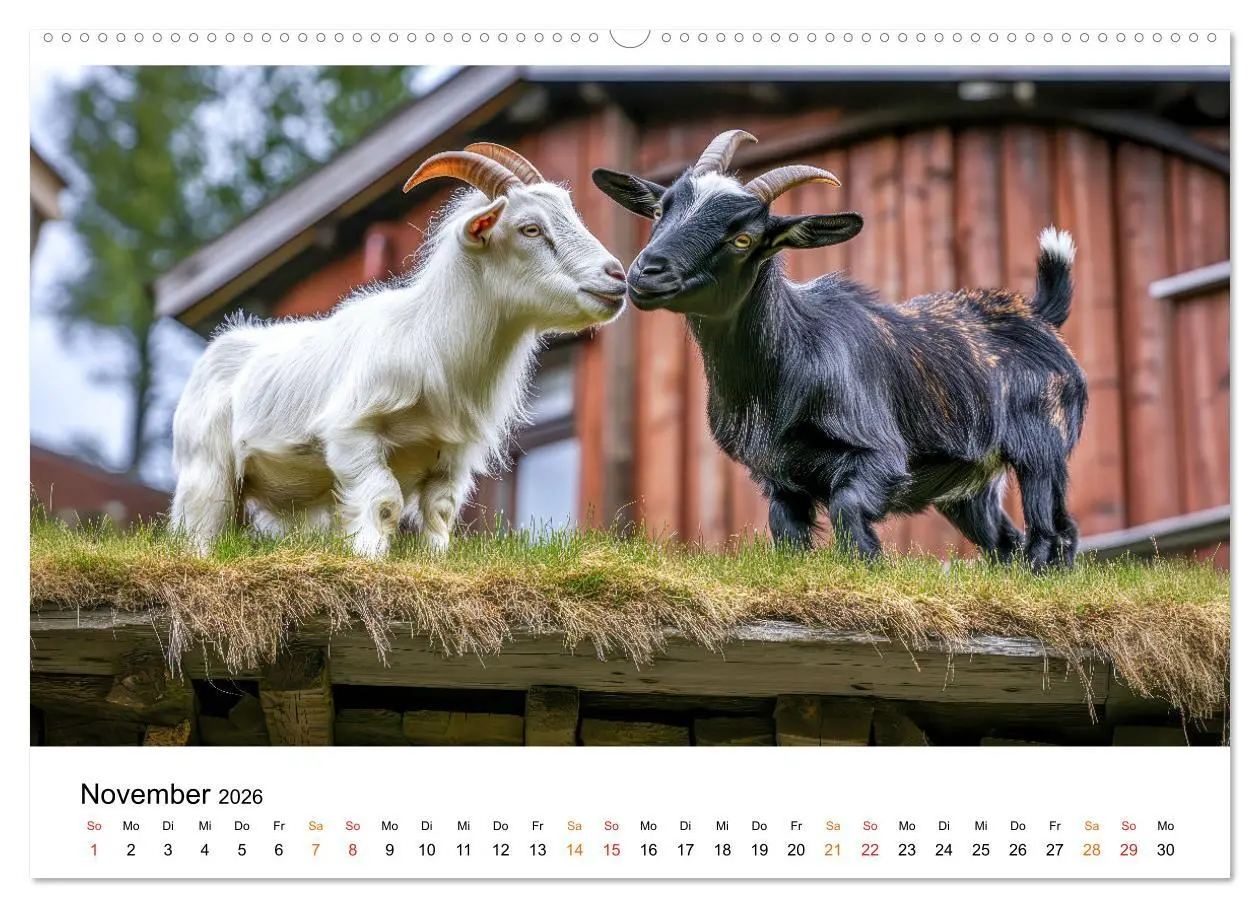 Bild: 9783457304112 | Ziegen - Bocksprung durch das Jahr (Wandkalender 2026 DIN A2 quer),...