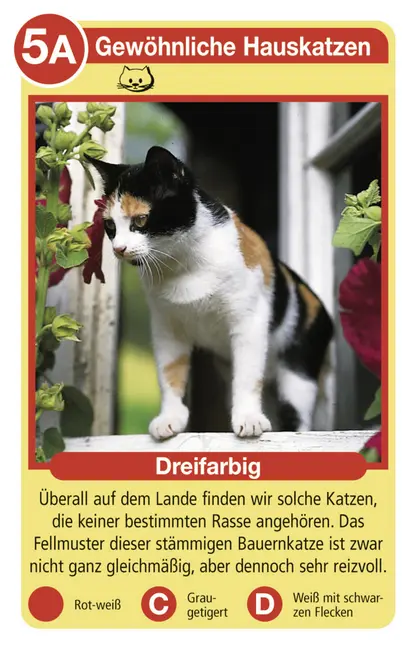 Bild: 4005556204212 | Tierquartett Katzen - Kartenspiel ab 4 Jahre | Spiel | Spiel | 20421