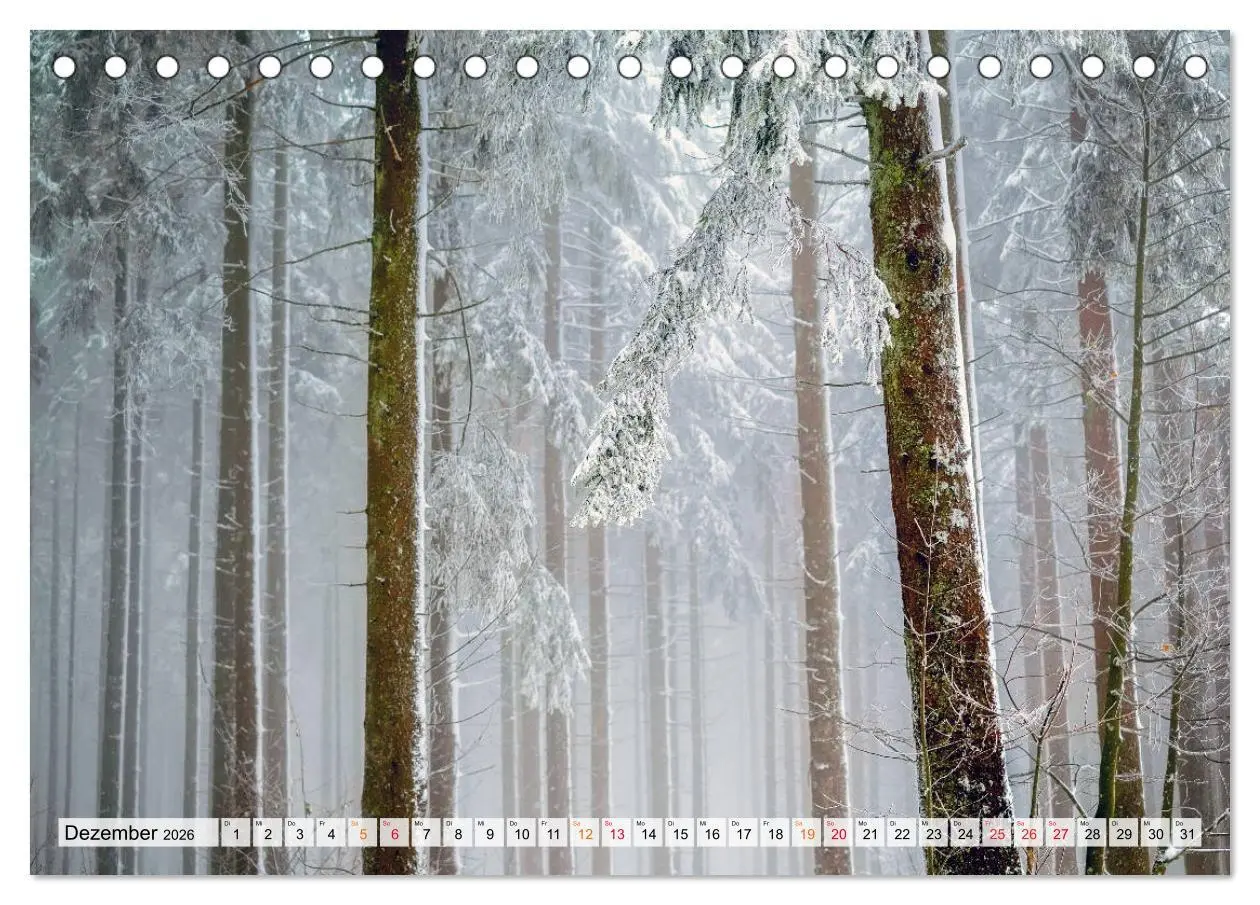 Bild: 9783457914212 | Wald - mystische Spaziergänge (Tischkalender 2026 DIN A5 quer),...