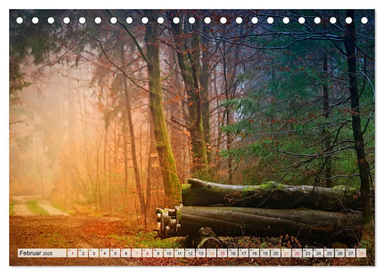 Bild: 9783457914212 | Wald - mystische Spaziergänge (Tischkalender 2026 DIN A5 quer),...