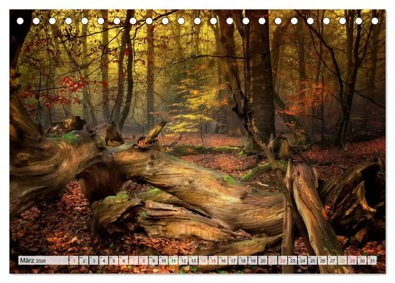 Bild: 9783457914212 | Wald - mystische Spaziergänge (Tischkalender 2026 DIN A5 quer),...