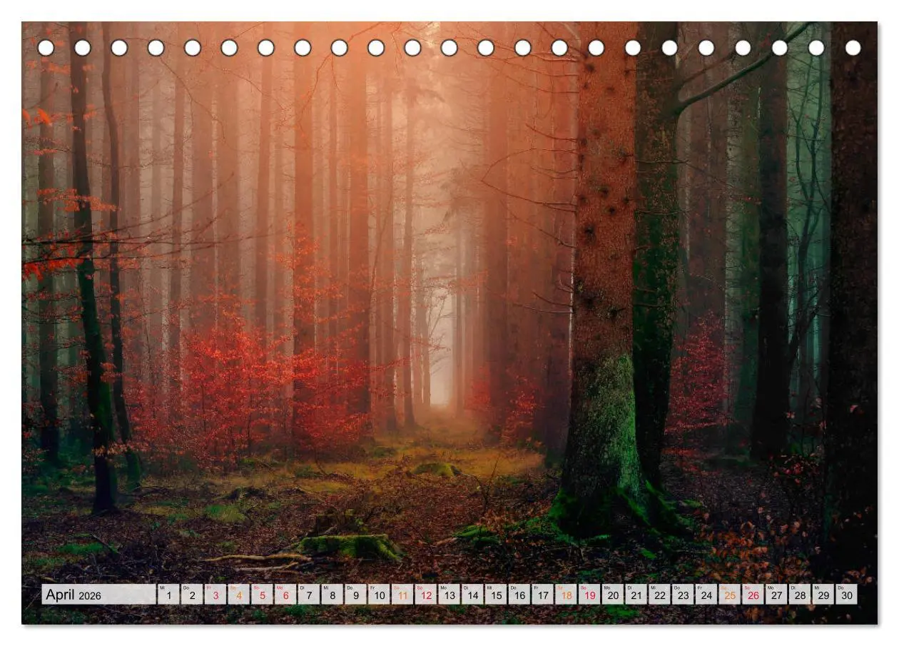 Bild: 9783457914212 | Wald - mystische Spaziergänge (Tischkalender 2026 DIN A5 quer),...