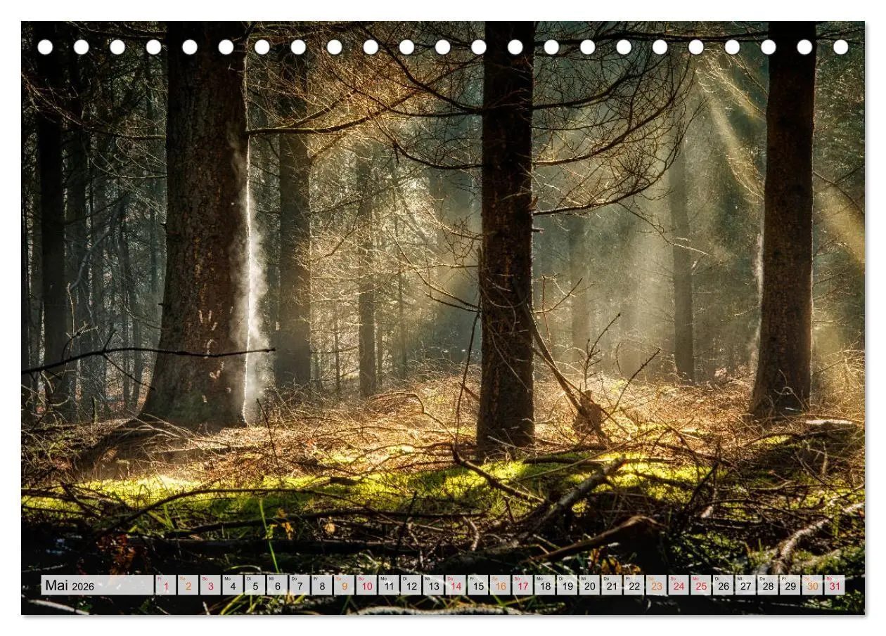Bild: 9783457914212 | Wald - mystische Spaziergänge (Tischkalender 2026 DIN A5 quer),...