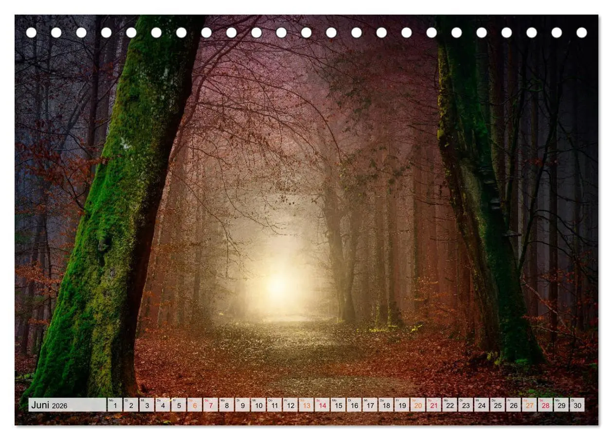 Bild: 9783457914212 | Wald - mystische Spaziergänge (Tischkalender 2026 DIN A5 quer),...