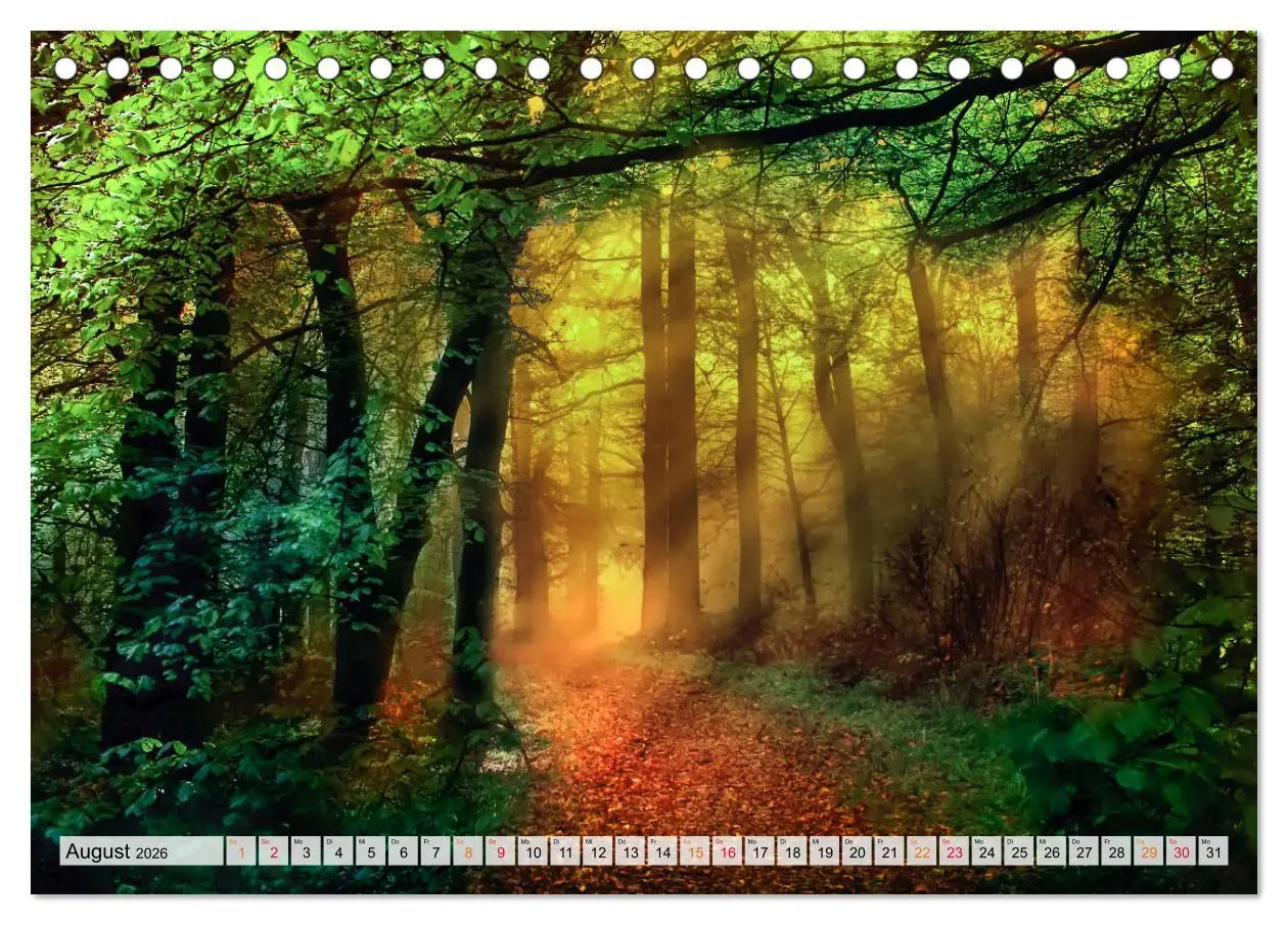 Bild: 9783457914212 | Wald - mystische Spaziergänge (Tischkalender 2026 DIN A5 quer),...