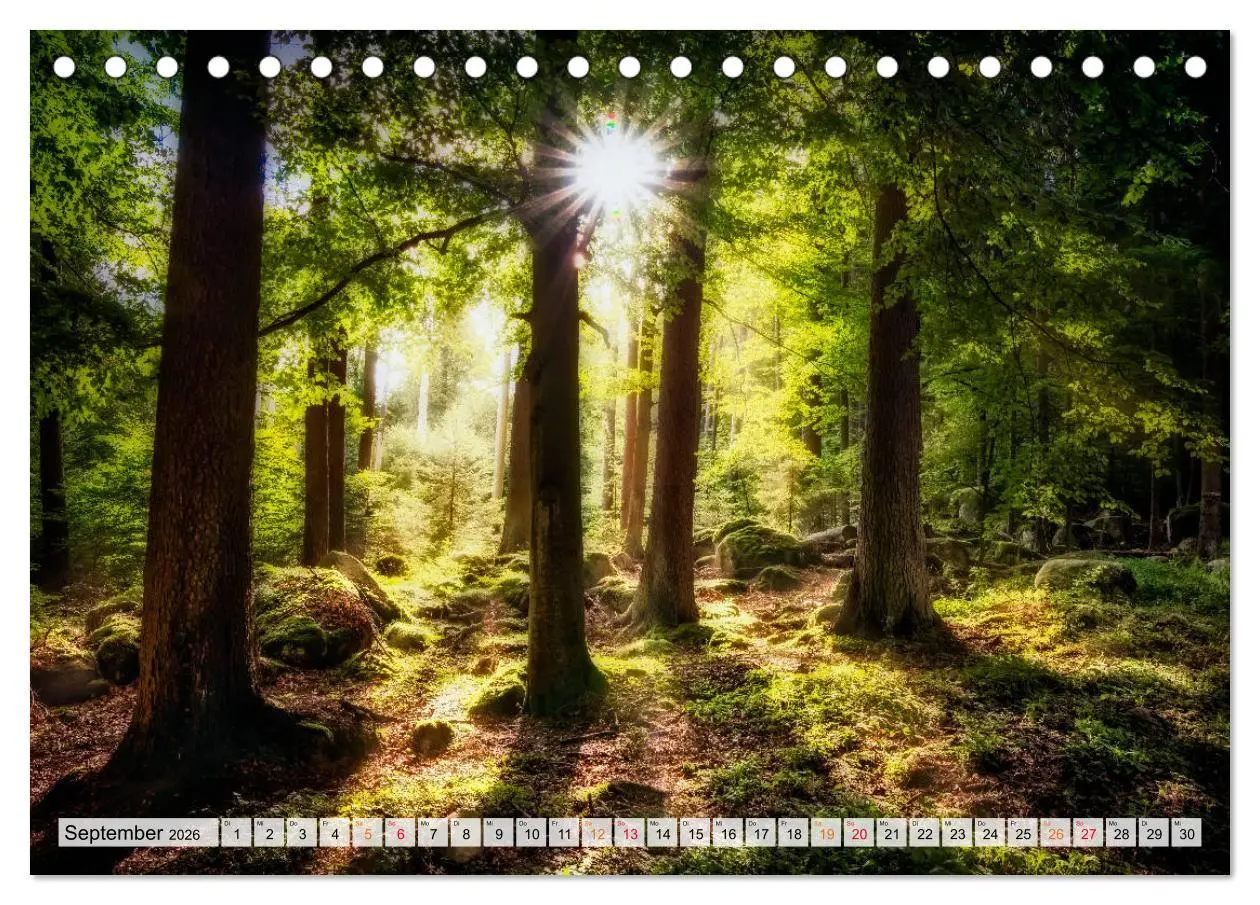 Bild: 9783457914212 | Wald - mystische Spaziergänge (Tischkalender 2026 DIN A5 quer),...