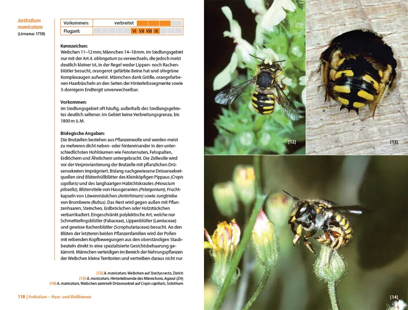Bild: 9783258084312 | Bienen Mitteleuropas | Gattungen, Lebensweise, Beobachtung | Buch