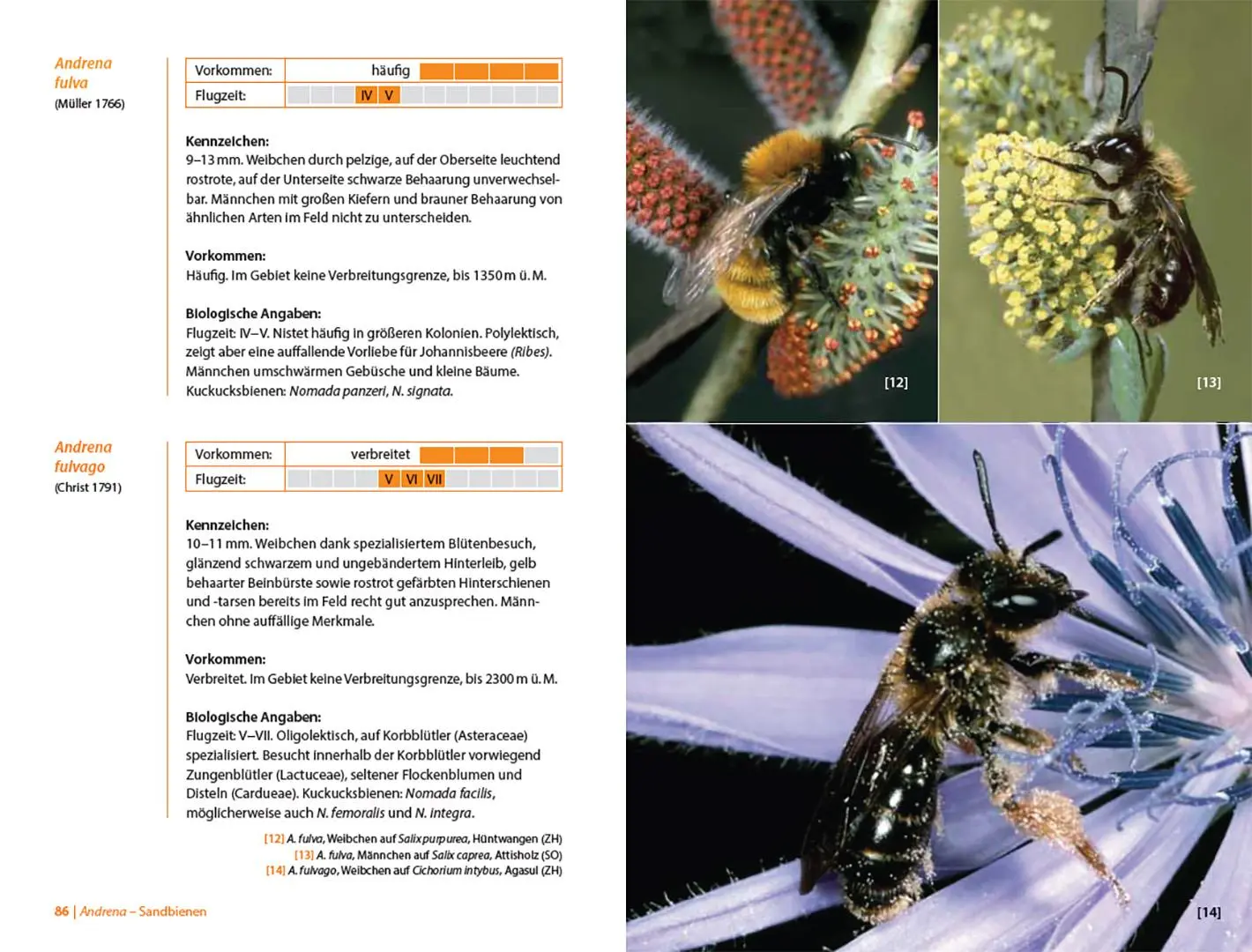 Bild: 9783258084312 | Bienen Mitteleuropas | Gattungen, Lebensweise, Beobachtung | Buch