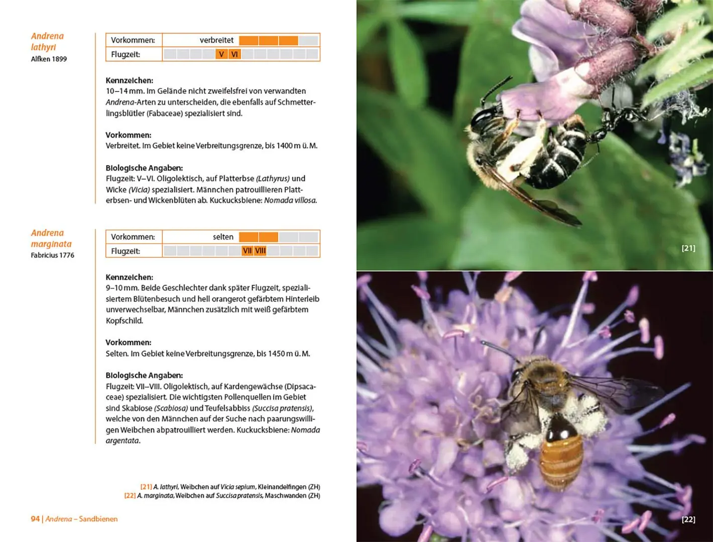 Bild: 9783258084312 | Bienen Mitteleuropas | Gattungen, Lebensweise, Beobachtung | Buch