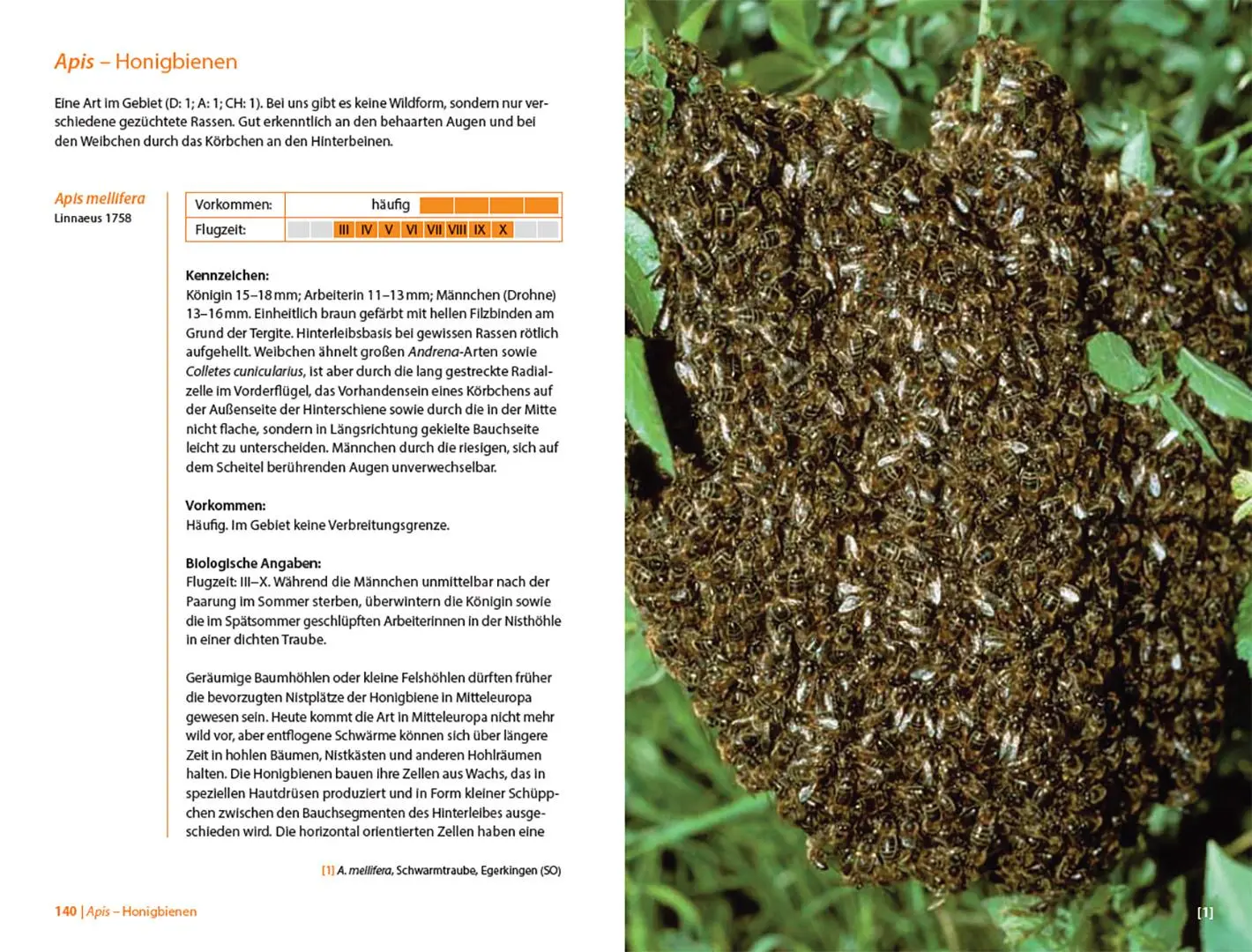 Bild: 9783258084312 | Bienen Mitteleuropas | Gattungen, Lebensweise, Beobachtung | Buch