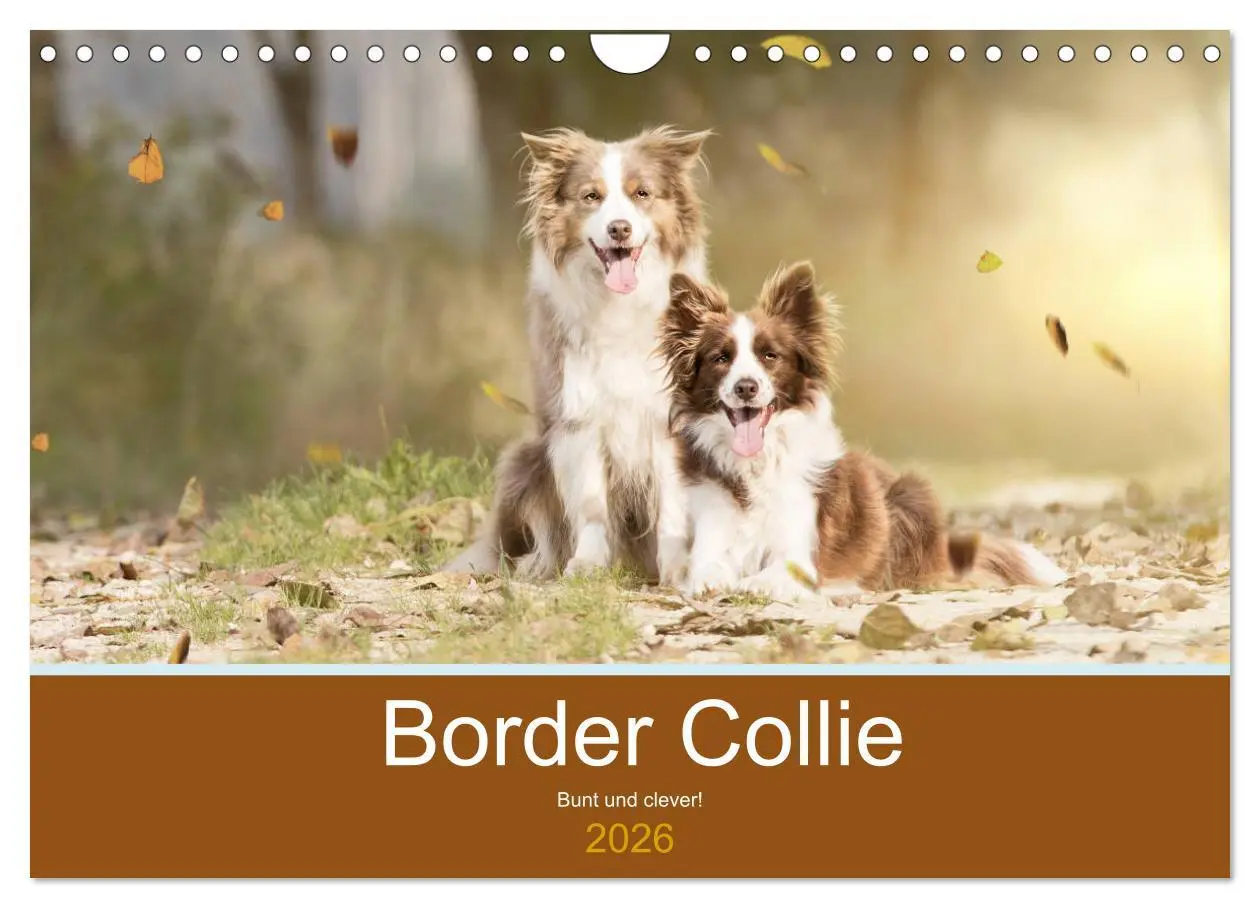 Cover: 9783457764312 | Border Collie - Bunt und clever! (Wandkalender 2026 DIN A4 quer),...
