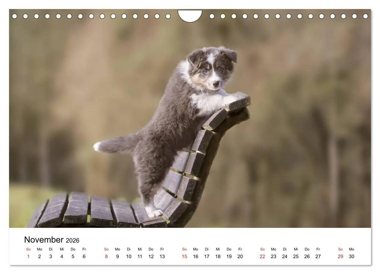 Bild: 9783457764312 | Border Collie - Bunt und clever! (Wandkalender 2026 DIN A4 quer),...