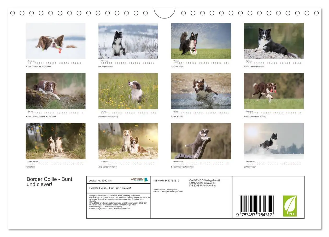 Bild: 9783457764312 | Border Collie - Bunt und clever! (Wandkalender 2026 DIN A4 quer),...