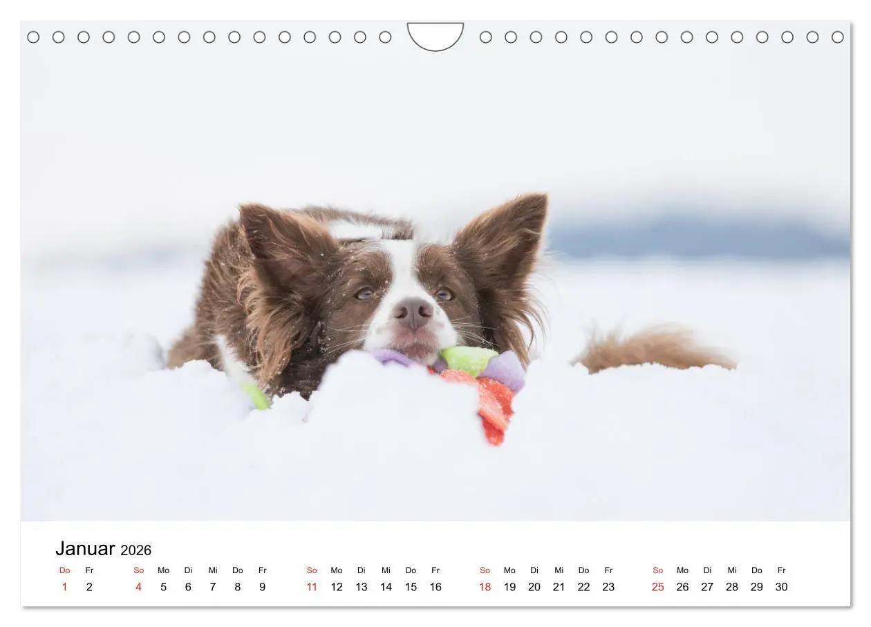 Bild: 9783457764312 | Border Collie - Bunt und clever! (Wandkalender 2026 DIN A4 quer),...