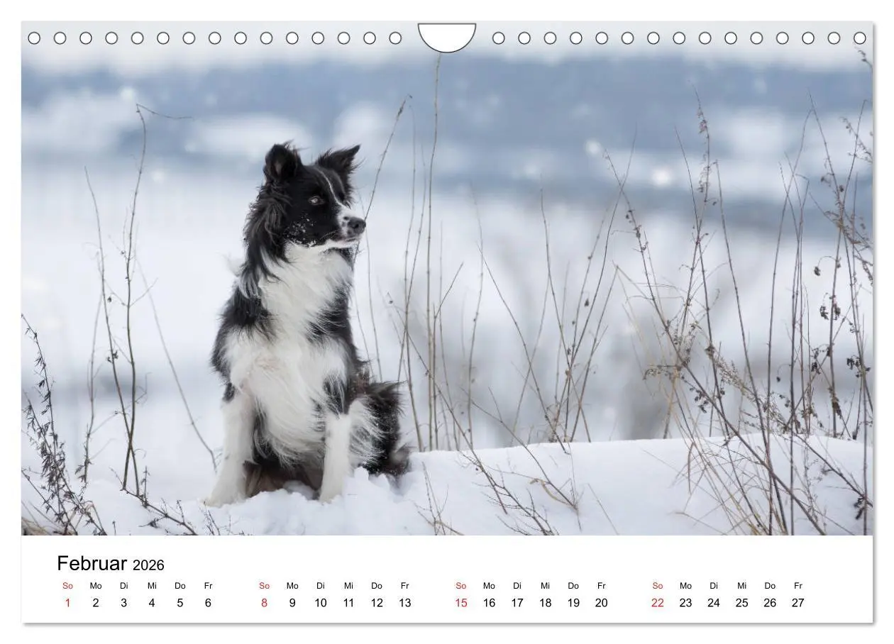 Bild: 9783457764312 | Border Collie - Bunt und clever! (Wandkalender 2026 DIN A4 quer),...