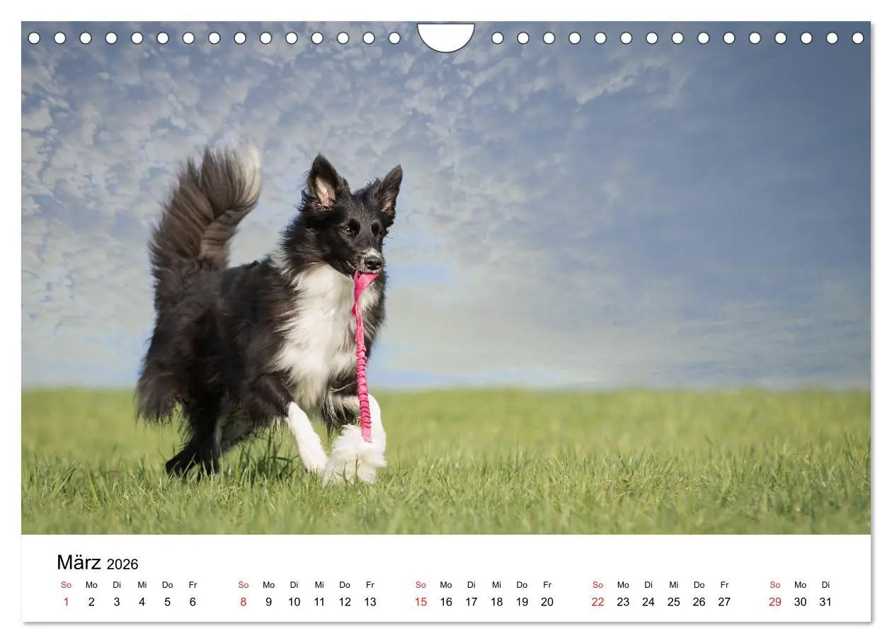 Bild: 9783457764312 | Border Collie - Bunt und clever! (Wandkalender 2026 DIN A4 quer),...