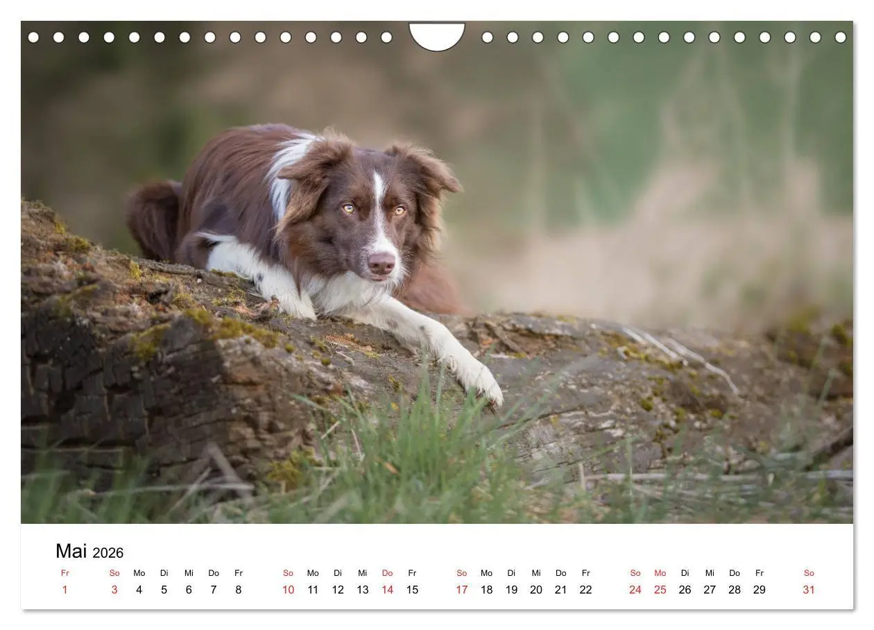 Bild: 9783457764312 | Border Collie - Bunt und clever! (Wandkalender 2026 DIN A4 quer),...