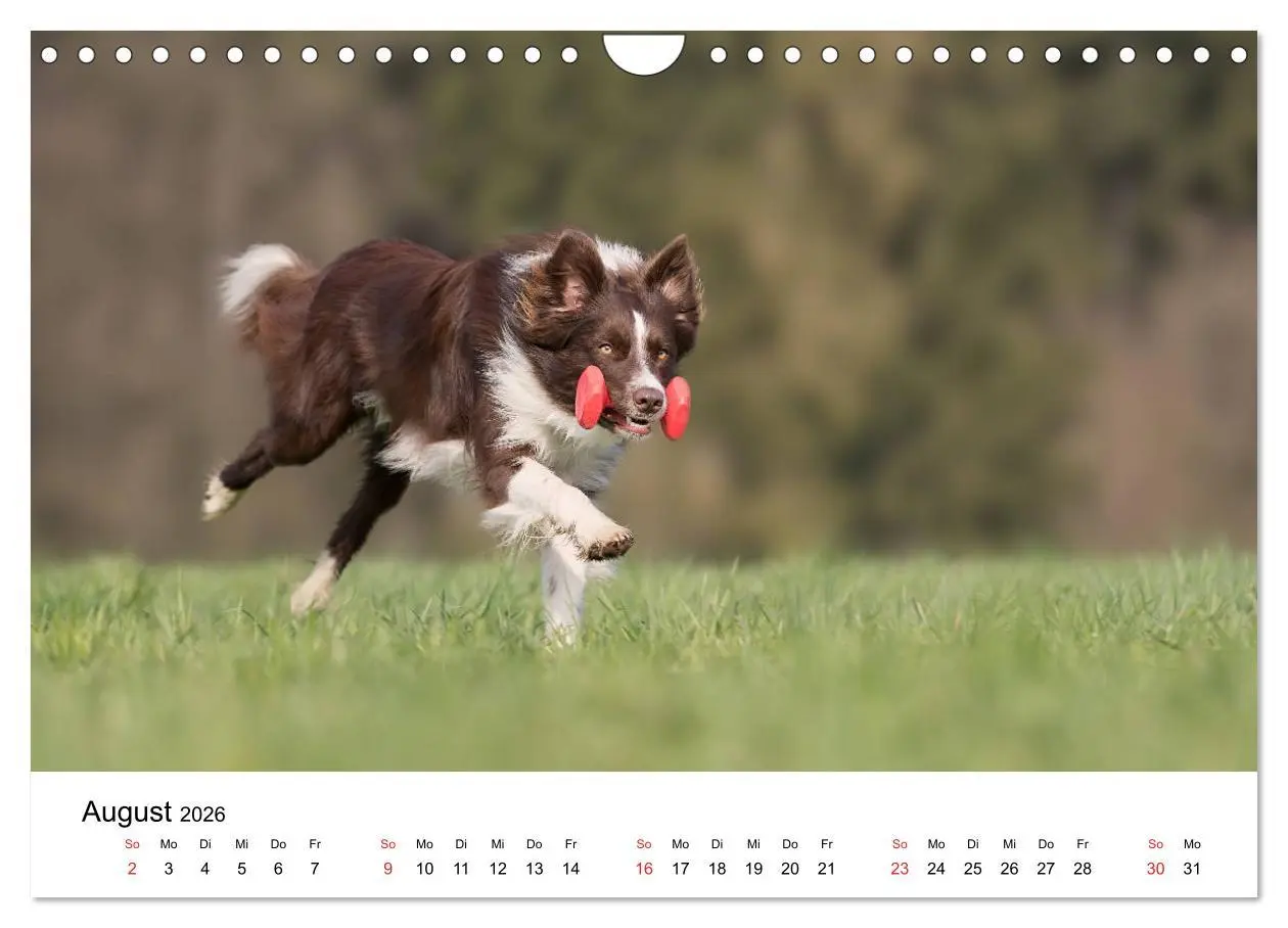 Bild: 9783457764312 | Border Collie - Bunt und clever! (Wandkalender 2026 DIN A4 quer),...