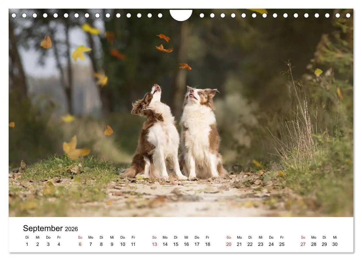 Bild: 9783457764312 | Border Collie - Bunt und clever! (Wandkalender 2026 DIN A4 quer),...