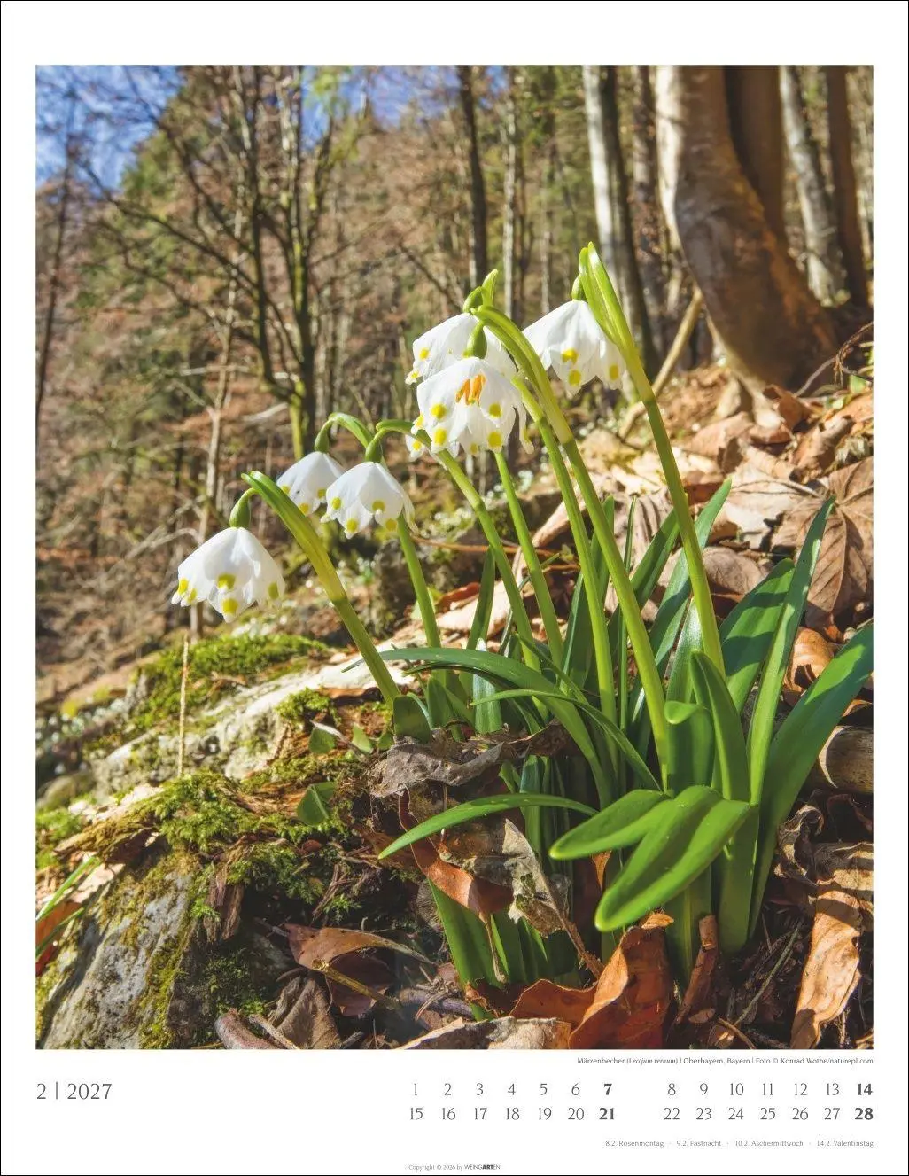 Bild: 9783839904312 | Heimische Wälder Kalender 2027 | Kalender | 14 S. | Deutsch | 2027