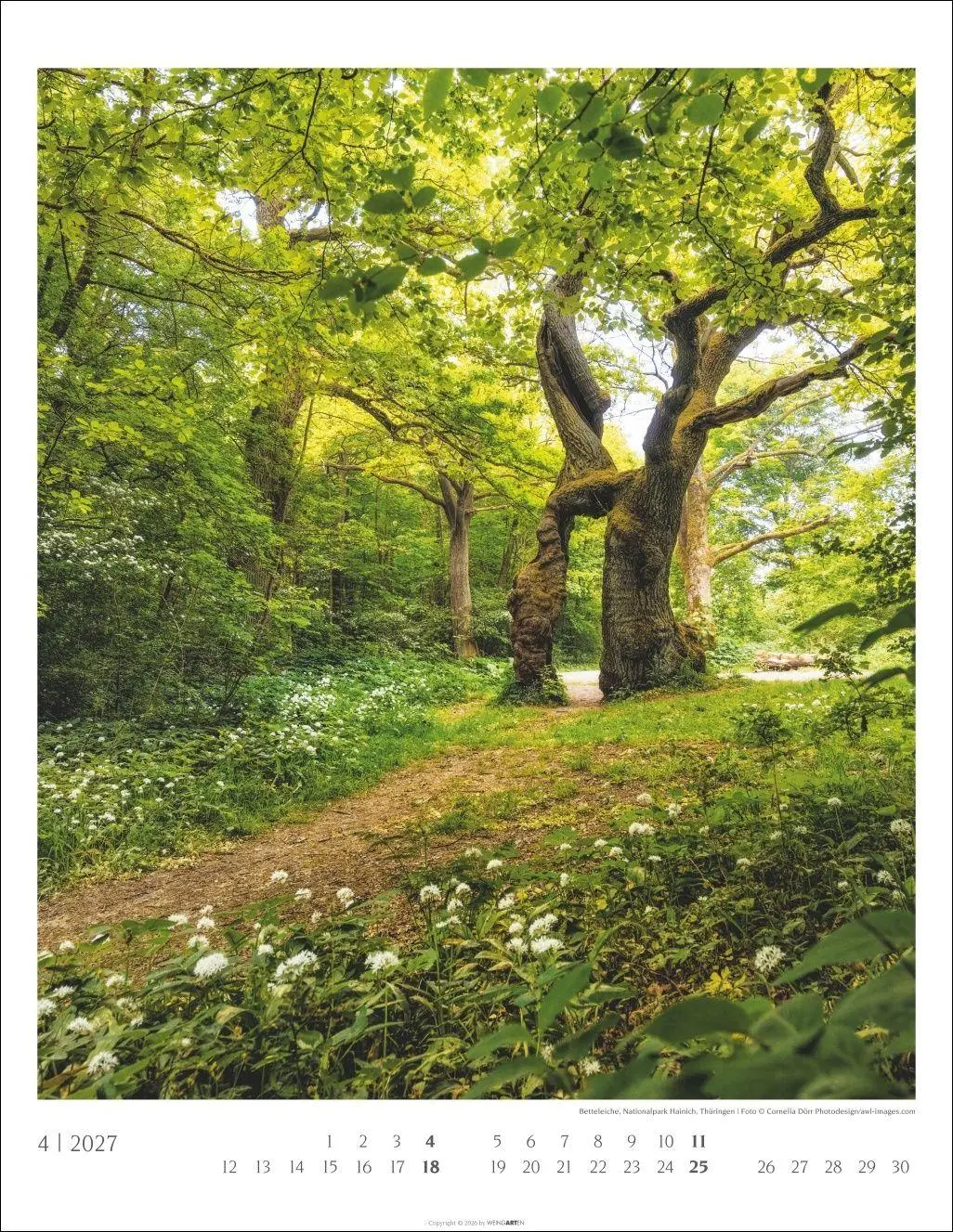 Bild: 9783839904312 | Heimische Wälder Kalender 2027 | Kalender | 14 S. | Deutsch | 2027