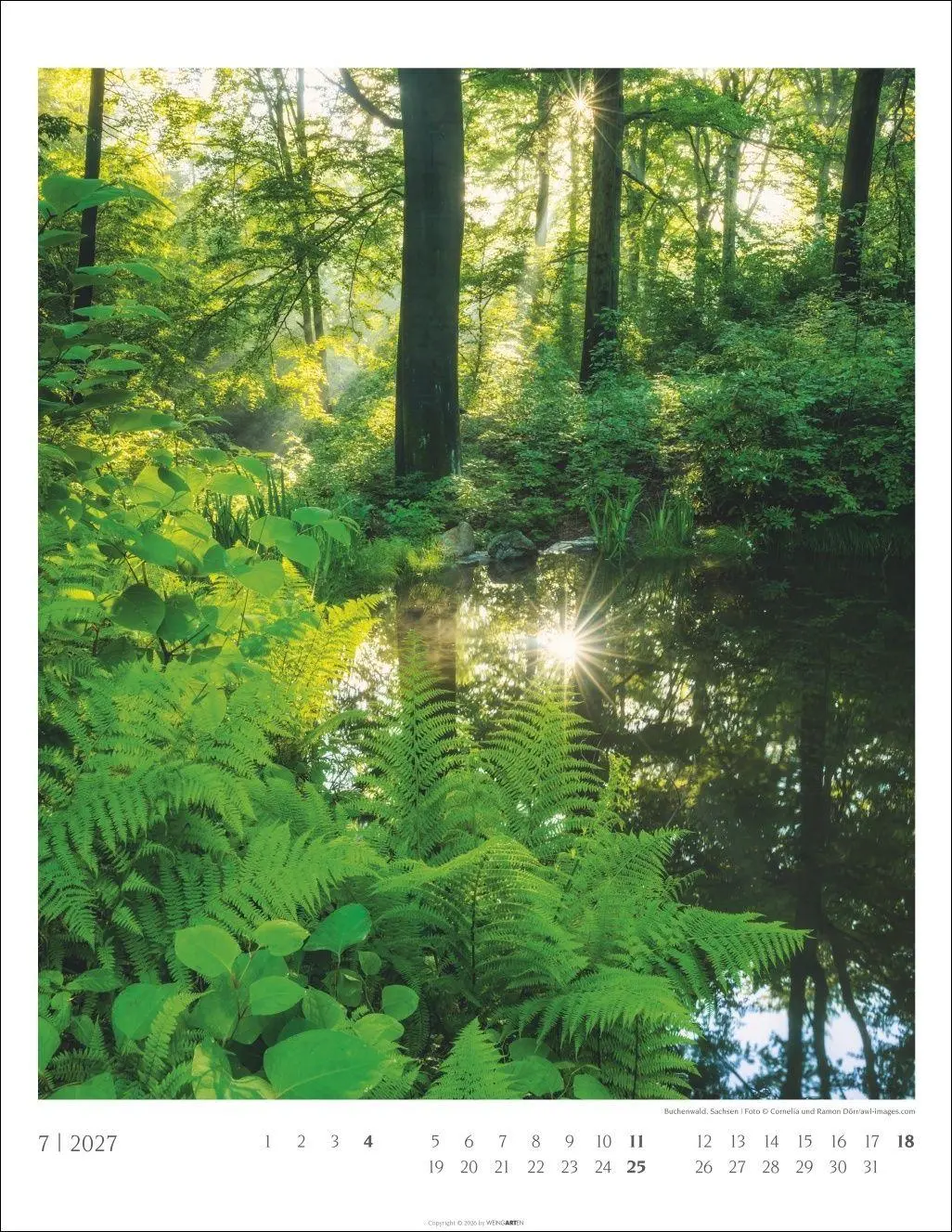 Bild: 9783839904312 | Heimische Wälder Kalender 2027 | Kalender | 14 S. | Deutsch | 2027